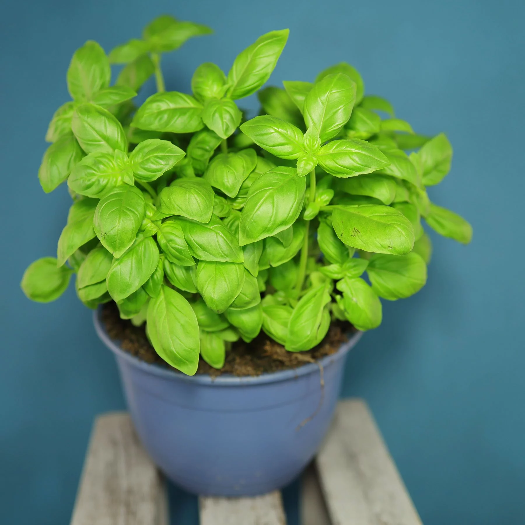 potted Basil