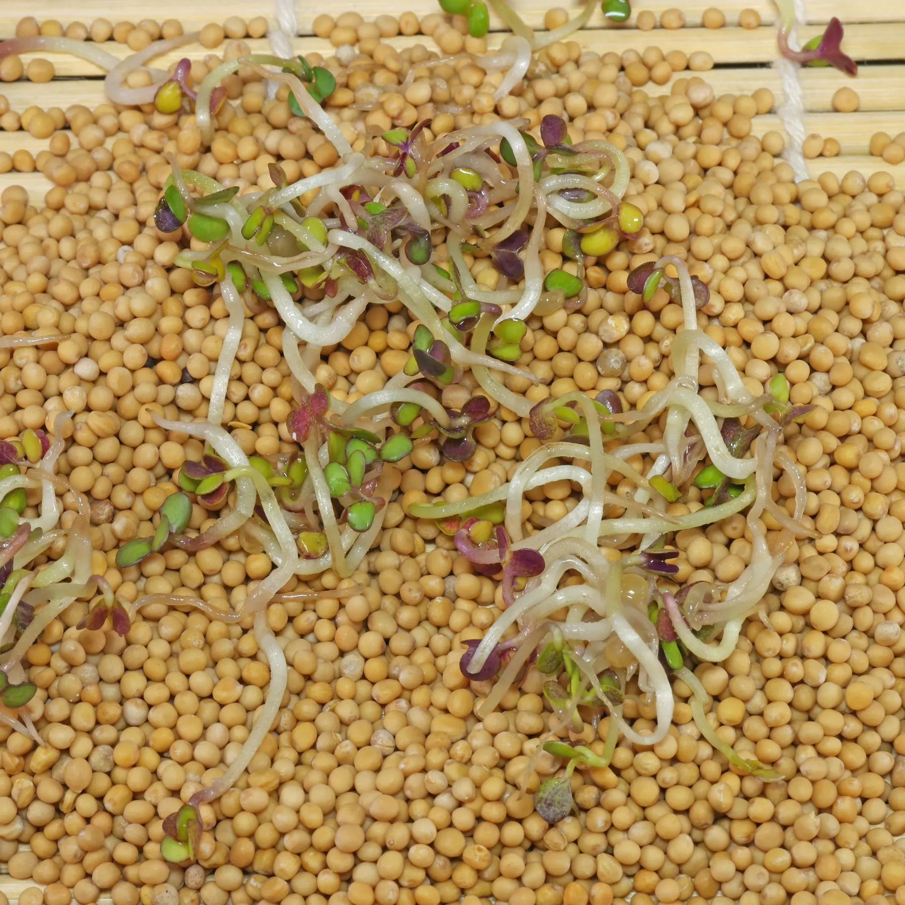 Mustard sprouts from white mustard seeds
